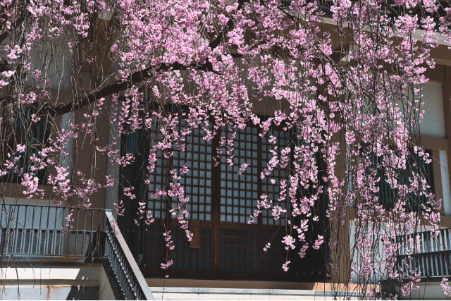 長野県の桜