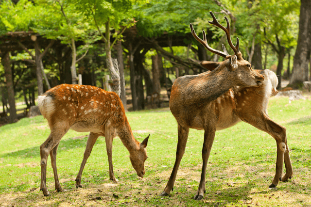 奈良県の奈良公園の鹿