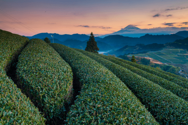 静岡県の茶畑